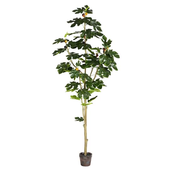 6ft. Potted Fig Tree